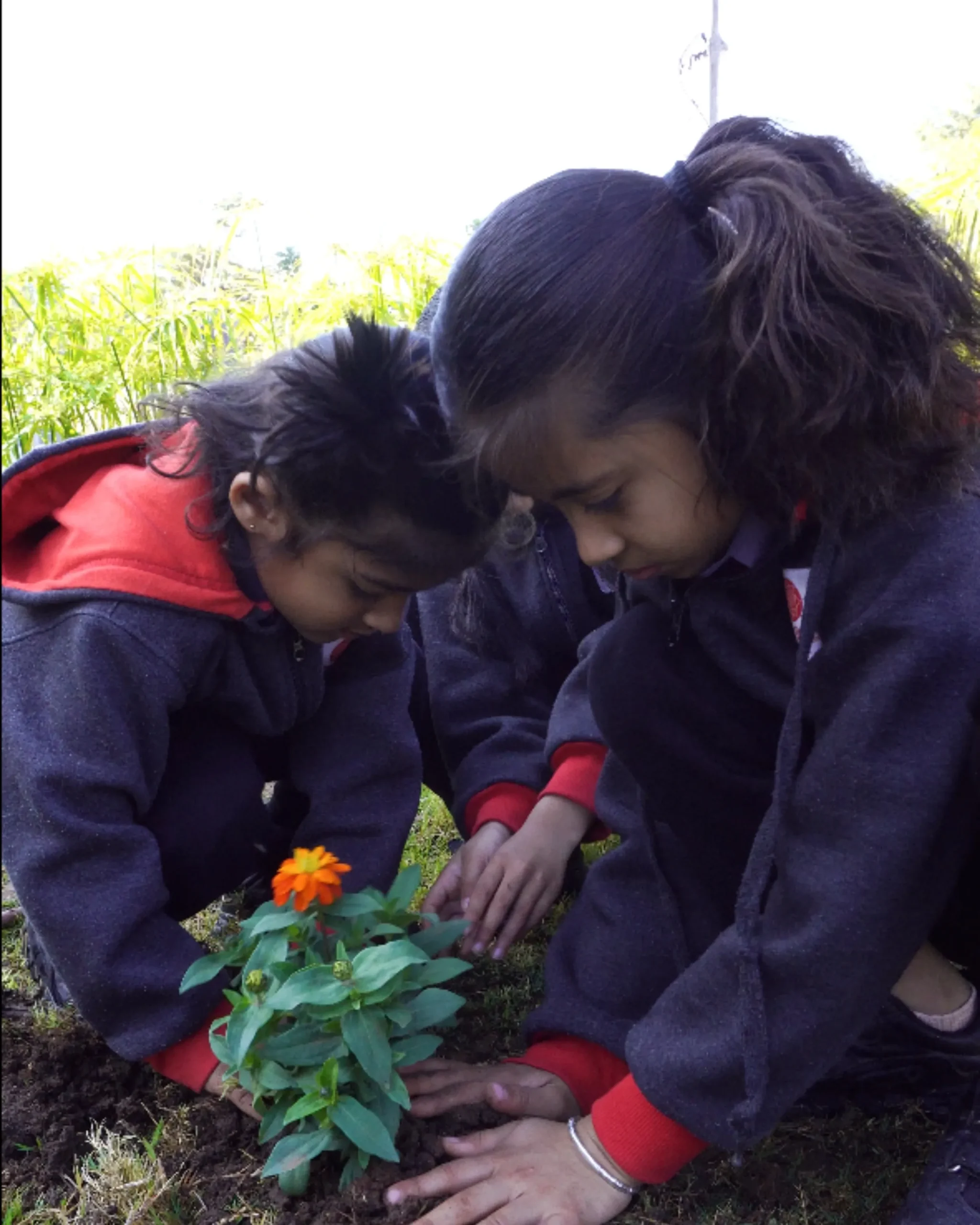 Children Planting Flower In Garden