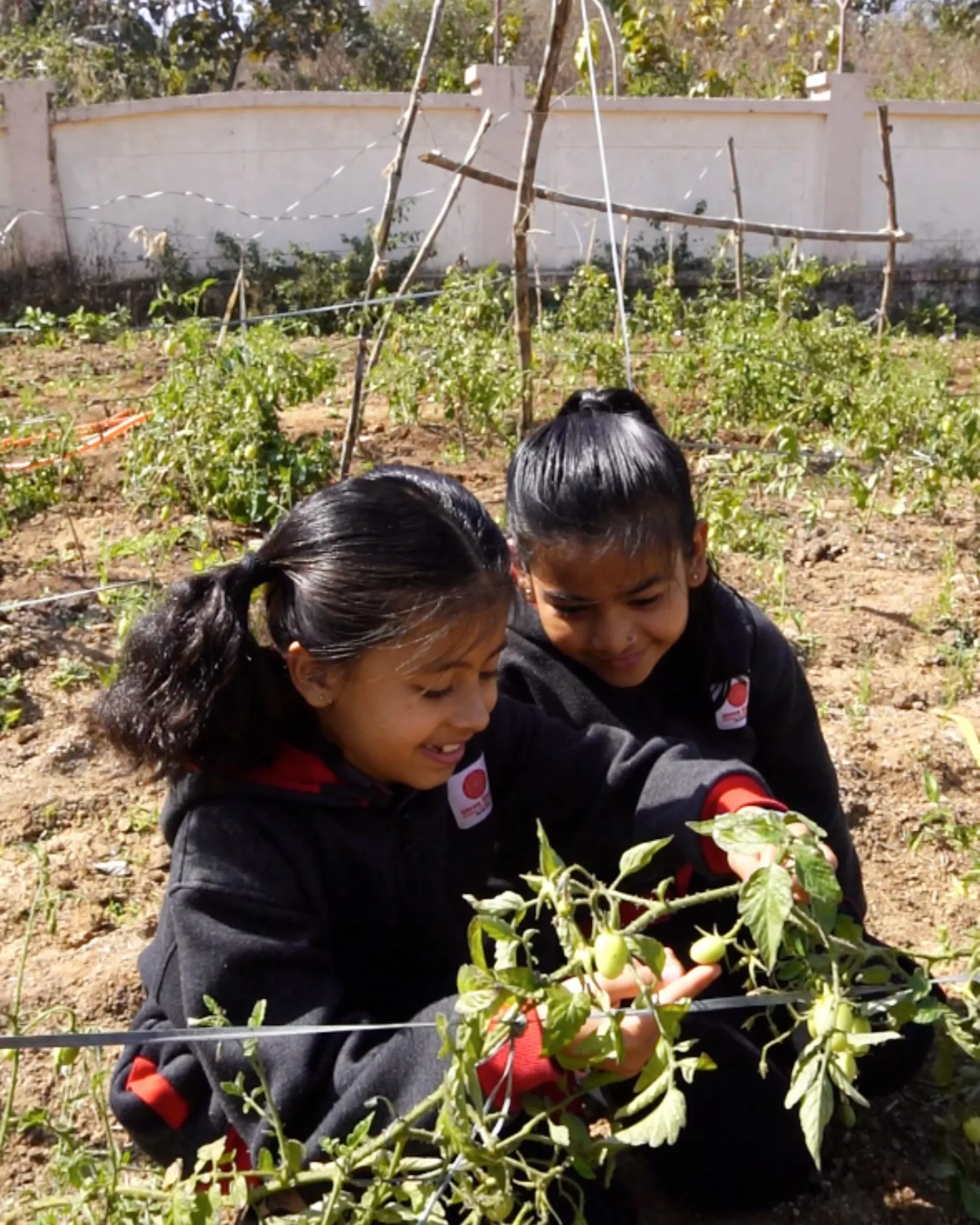 Two Girls Gardening Green Tomatoes