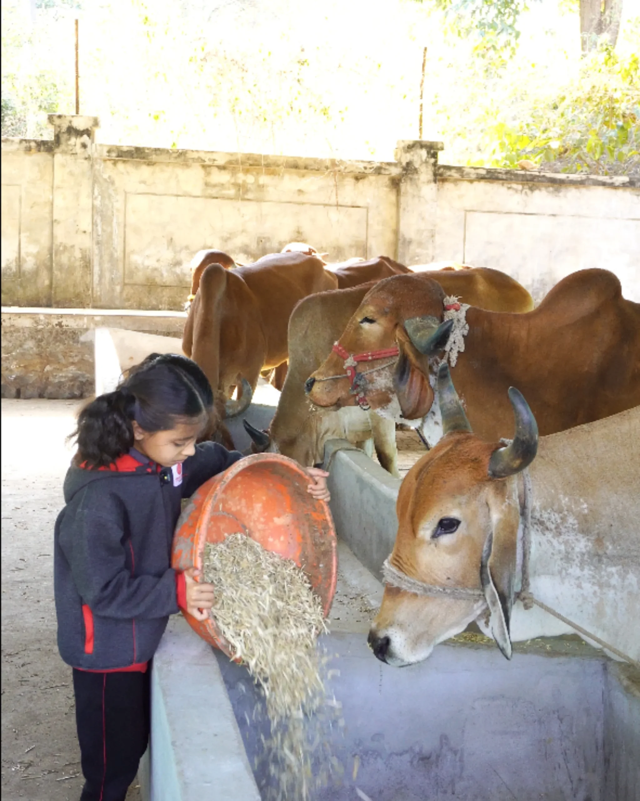 Gau Seva